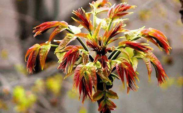 �㴻ѿ��Ӫ����ֵ ���㴻ѿ�ĺô�